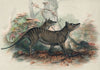The Thylacine