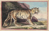 The Tiger (1787)