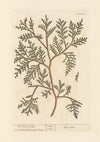 The tree of life