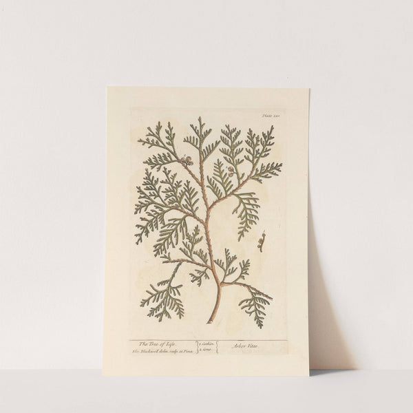 The tree of life by Elizabeth Blackwell