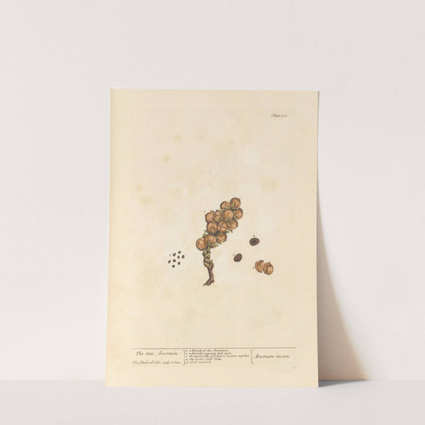 The true amomum by Elizabeth Blackwell