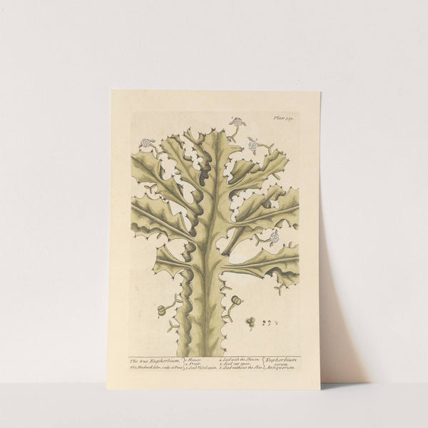 The true euphorbium by Elizabeth Blackwell