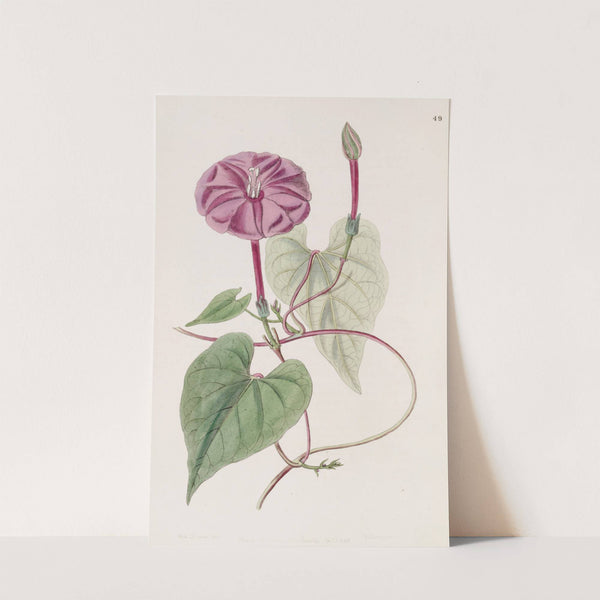 The true Jalap plant by Sydenham Edwards