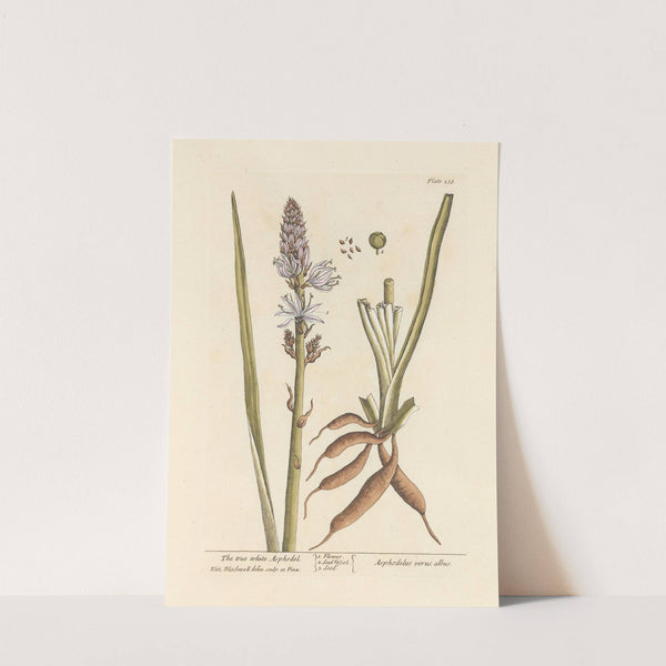 The true white asphodel by Elizabeth Blackwell