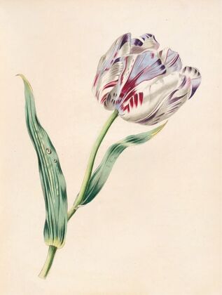 The Tulip