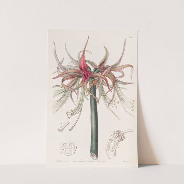 The Tumbler Sprekelia - Shorter-flowered variety by Sydenham Edwards