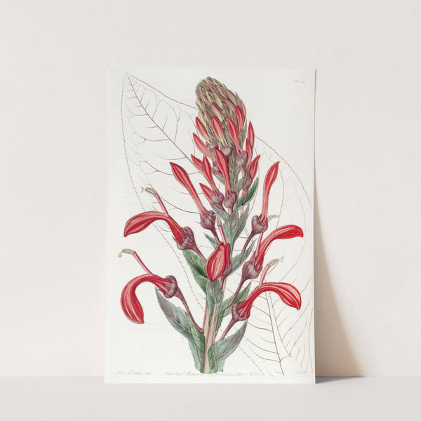 The Tupa-Poison Plant by Sydenham Edwards