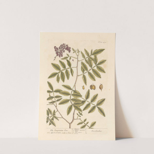 The turpentine tree by Elizabeth Blackwell