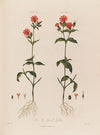 The Two-housed Lychnis (1799–1810)
