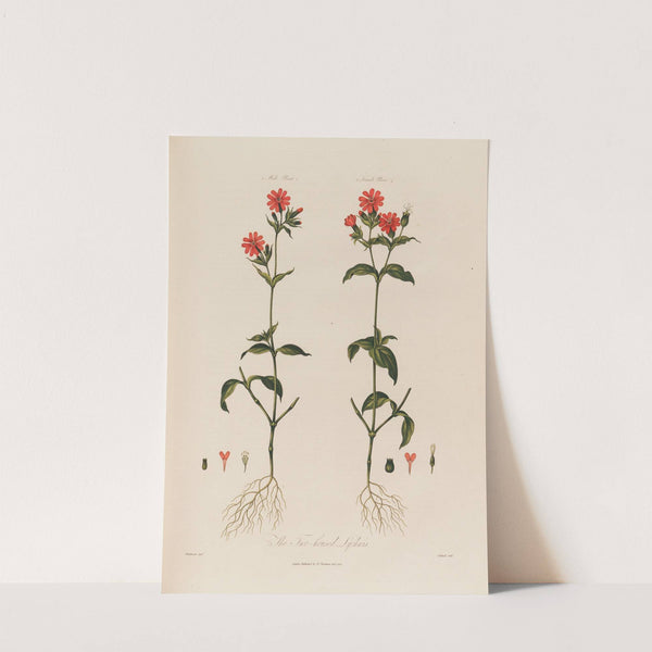 The Two-housed Lychnis (1799–1810) by Robert John Thornton