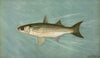 The Unspotted Mascalonge of Wisconsin, Lucius masquinongy.