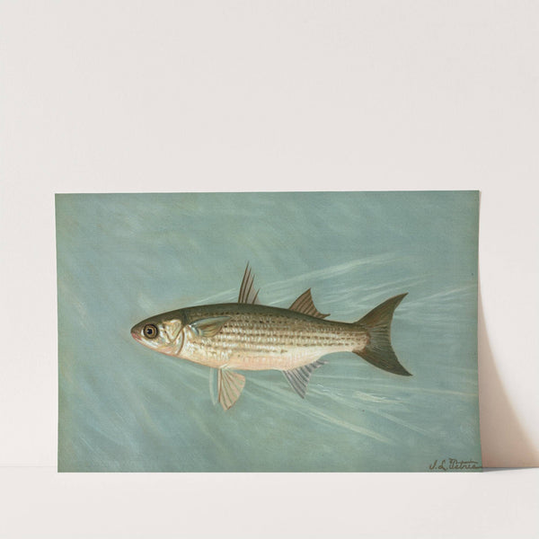 The Unspotted Mascalonge of Wisconsin, Lucius masquinongy. by John L. Petrie