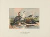 The Upland Goose