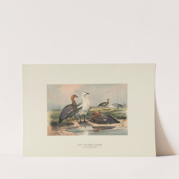 The Upland Goose by Joseph Wolf