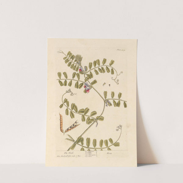 The vetch by Elizabeth Blackwell