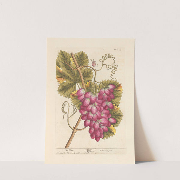 The vine by Elizabeth Blackwell