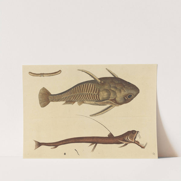 The Viper-mouth (Silurus cataphractus) by Mark Catesby