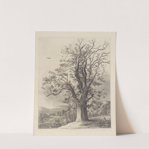 The Wallace Oak by Jacob George Strutt
