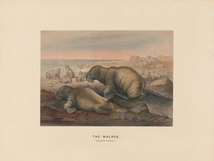 The Walrus