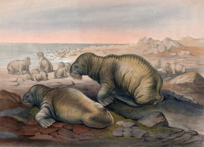The Walrus