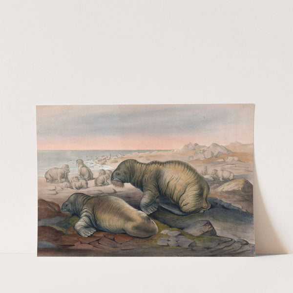 The Walrus by Joseph Wolf