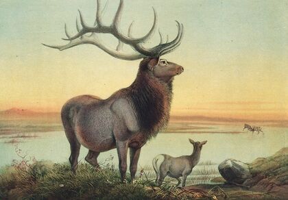 The Wapiti Deer