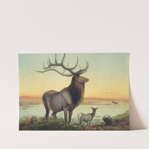 The Wapiti Deer by Joseph Wolf