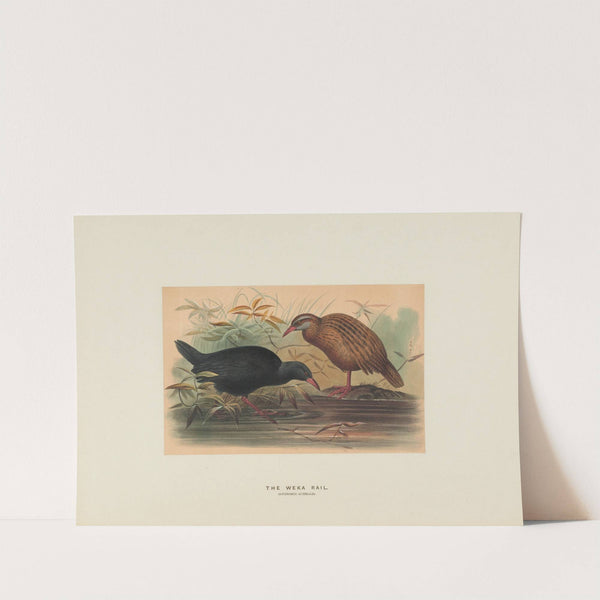 The Weka Rail by Joseph Wolf