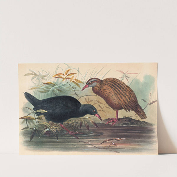 The Weka Rail by Joseph Wolf