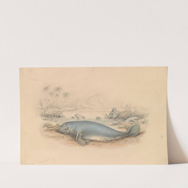 The West Indian Manatee by James Stewart