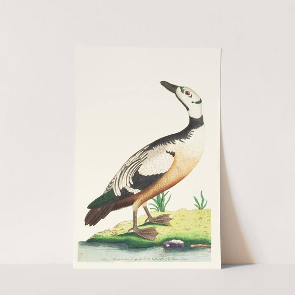 THE WESTERN DUCK (1789-1813) by George Shaw