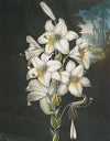 The white lily, with varigated-leaves
