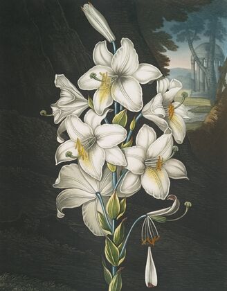 The white lily, with varigated-leaves