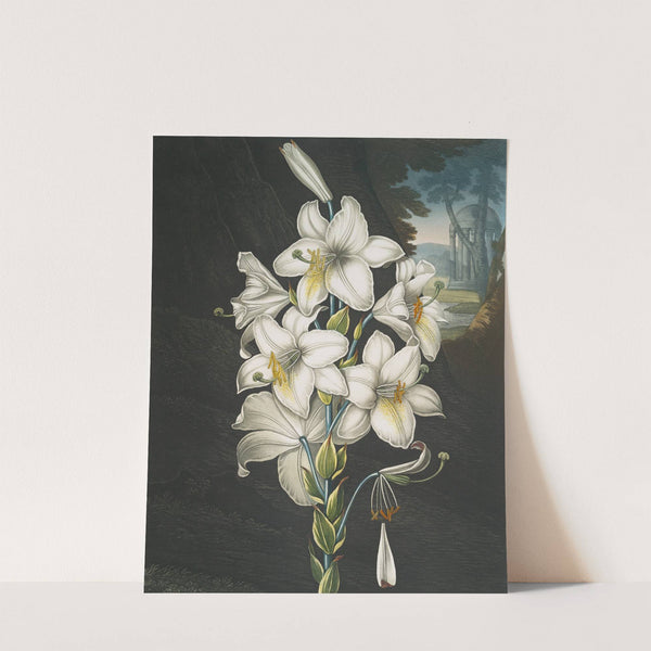 The white lily, with varigated-leaves by Robert John Thornton