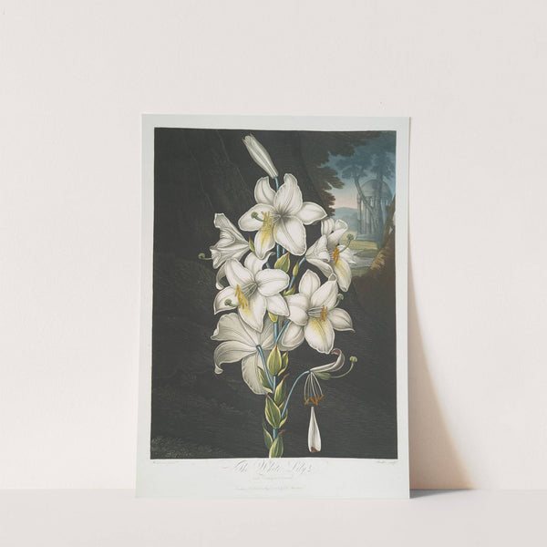 The White Lily, With Varigated-Leaves. by Robert John Thornton