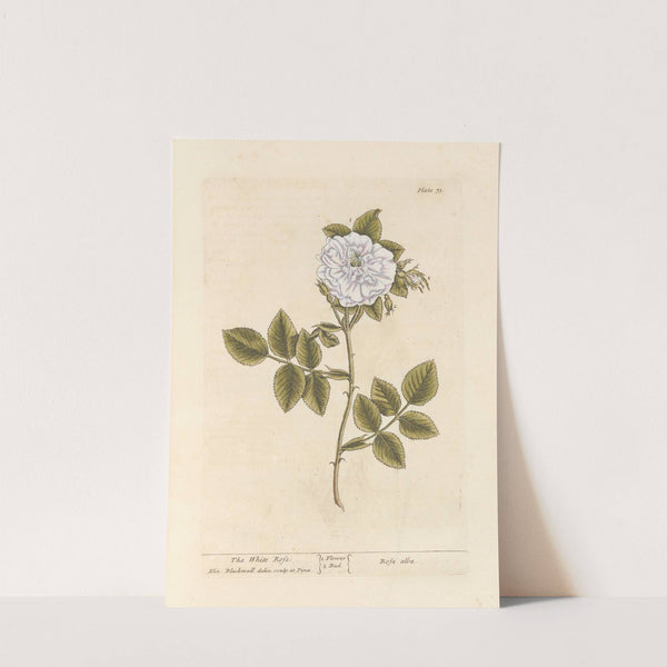 The white rose by Elizabeth Blackwell