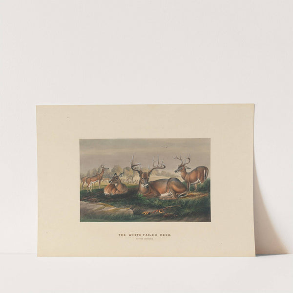 The White-tailed Deer by Joseph Wolf