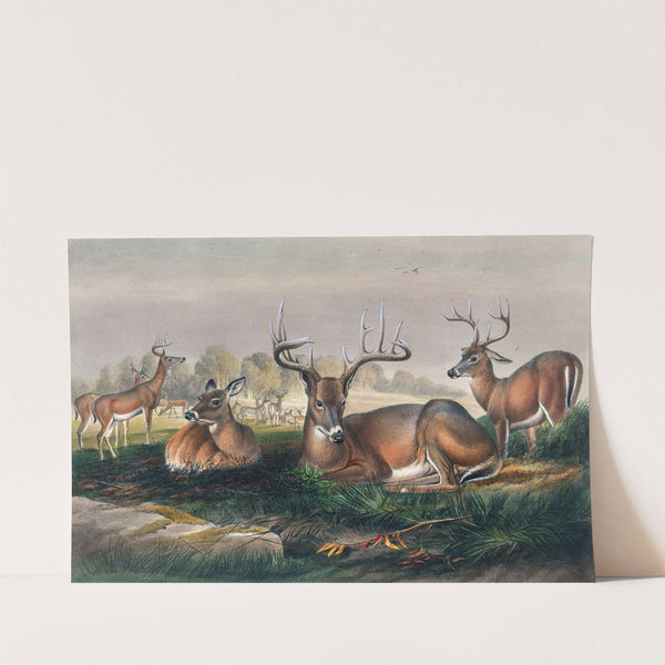 The White-Tailed Deer by Joseph Wolf