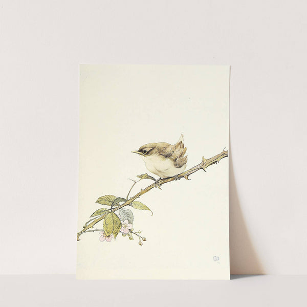 The Whitethroat (1912) by Edward Julius Detmold