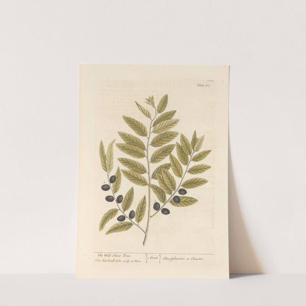 The wild olive tree by Elizabeth Blackwell