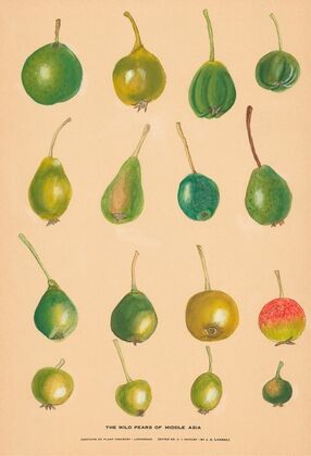 The Wild Pears of Middle Asia