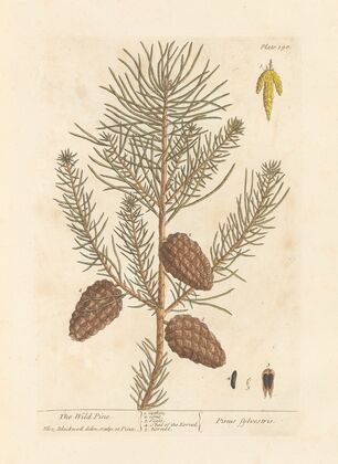 The wild pine