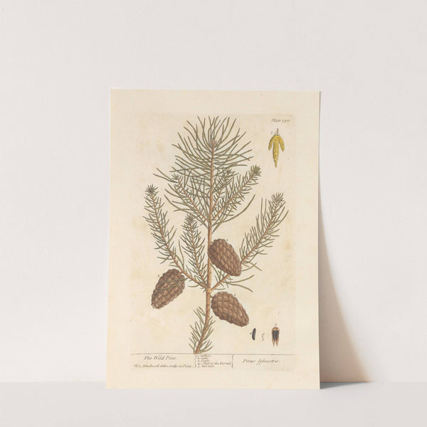 The wild pine by Elizabeth Blackwell