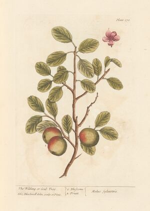 The wilding or crab tree