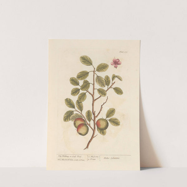 The wilding or crab tree by Elizabeth Blackwell