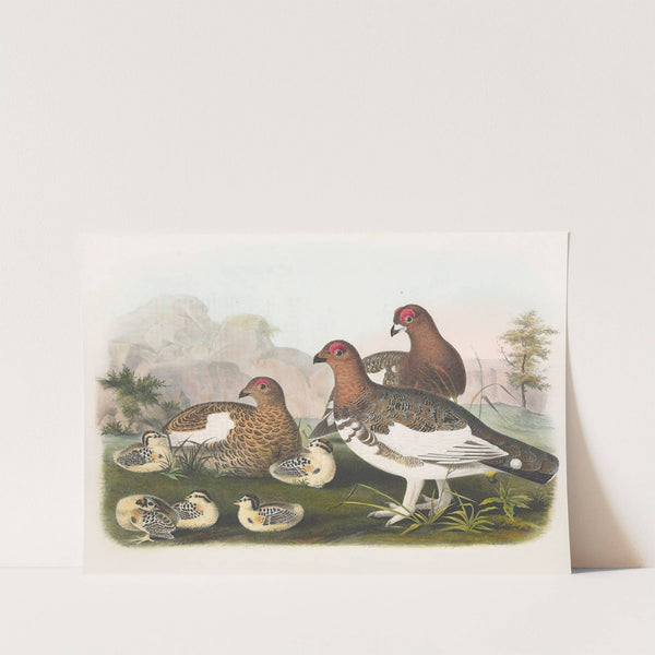 The Willow Grouse by Daniel Giraud Elliot