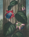 The winged passion-flower