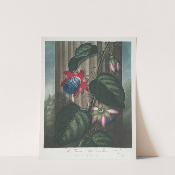 The Winged Passion-Flower. by Robert John Thornton