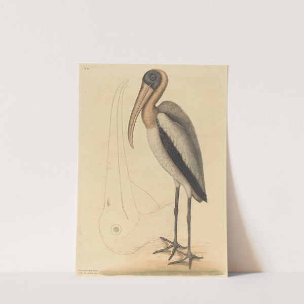 The Wood Pelican (Tantalus Loculator) by Mark Catesby