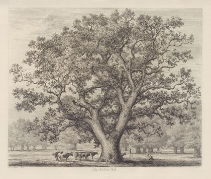 The Wotton Oak — size preview